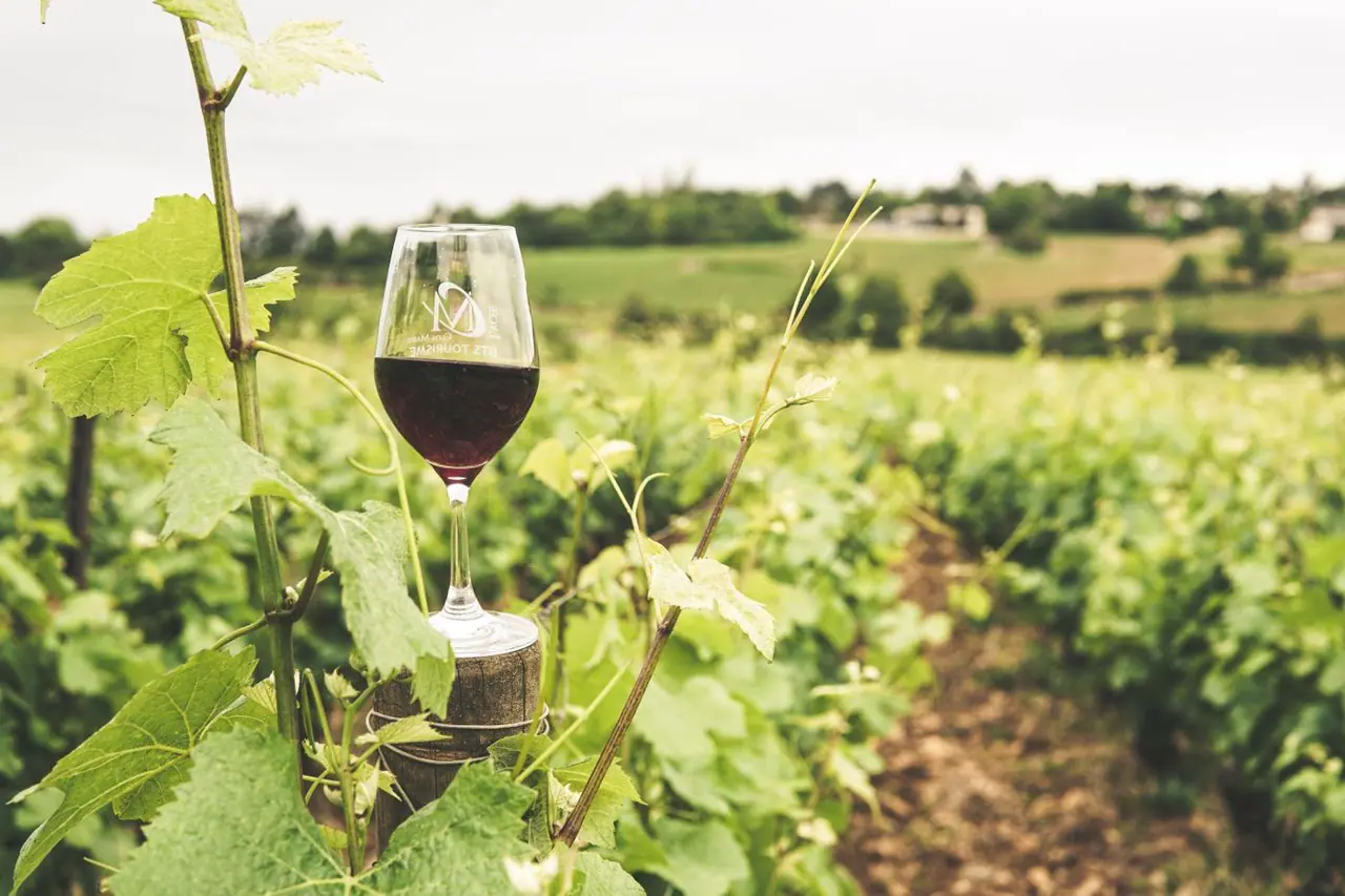 Un verre de vin entre les vignes